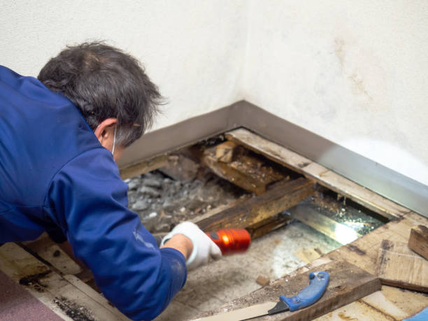 Best Office Mold Removal Services  in Schoolcraft, MI