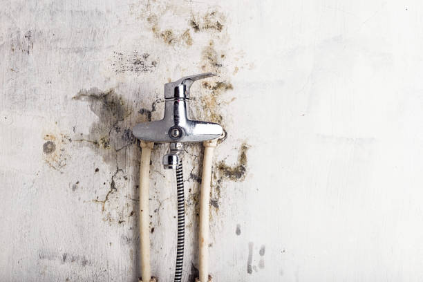 Best Mold Removal Company Near Me  in Schoolcraft, MI