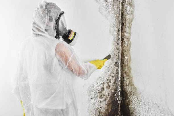 Best Toxic Mold Removal  in Schoolcraft, MI