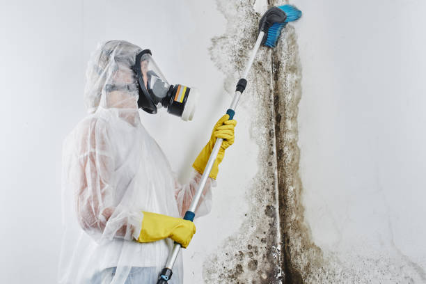 Best Commercial Mold Removal  in Schoolcraft, MI