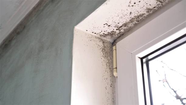 Best Black Mold Removal  in Schoolcraft, MI