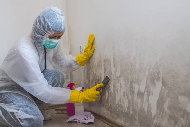 Best Mold Testing  in Schoolcraft, MI