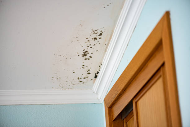 Best Home Mold Removal  in Schoolcraft, MI