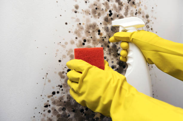 Best Mold Removal Specialists  in Schoolcraft, MI