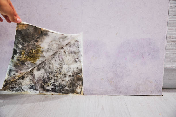 Best Toxic Mold Removal  in Schoolcraft, MI